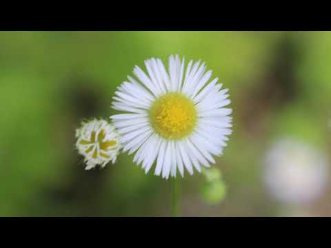 Video: Fleabane Daisy Growing - Aflați despre îngrijirea florilor sălbatice Fleabane