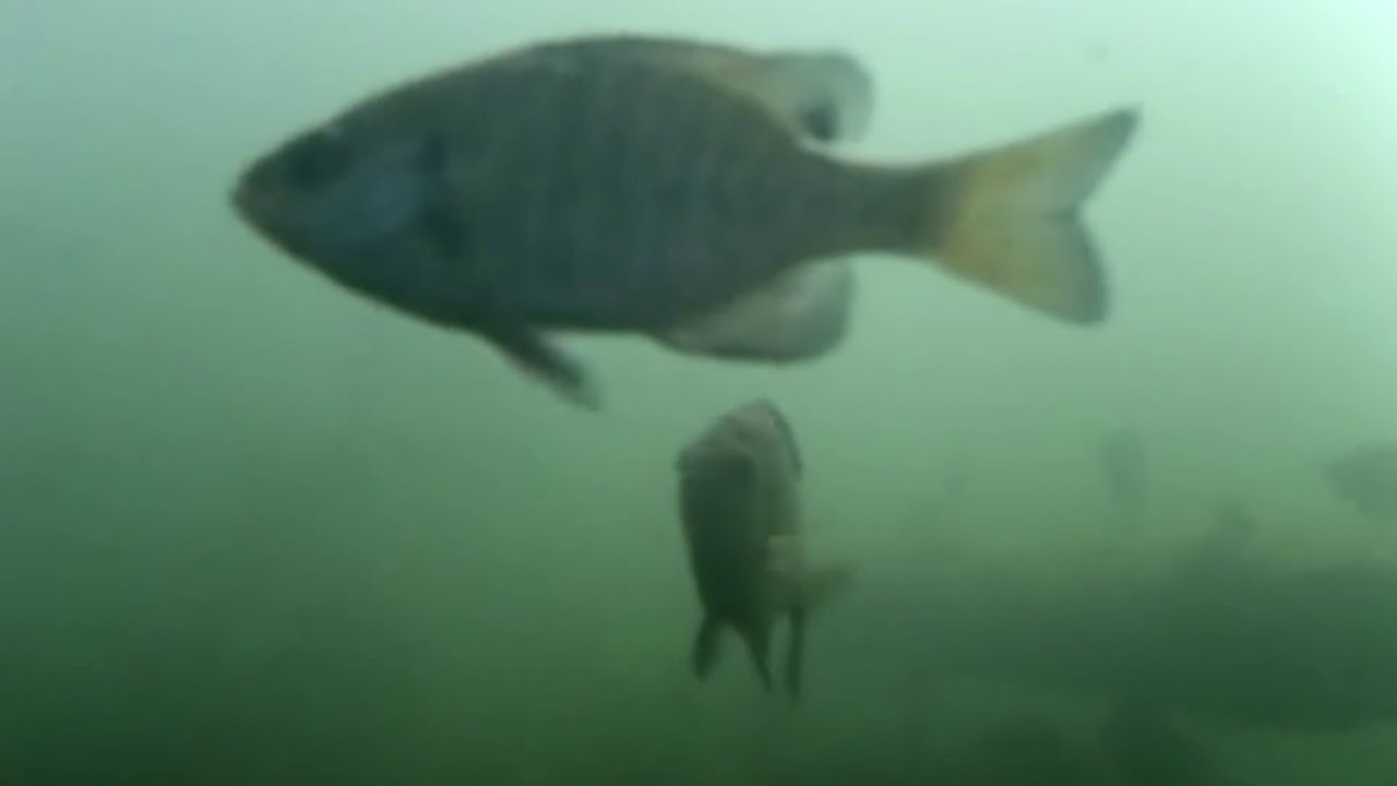 Gills and Crappies stacked on deep crib by Rocket Bobber. YouTube