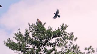 Blue Jays Attack Redtail Hawk