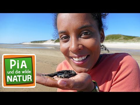 Was geht ab im Wattenmeer? | Reportage für Kinder | Pia und die wilde Natur