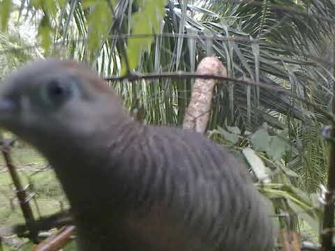 pikat merbuk (toreto) tapau bh tandang double lebat