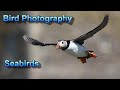 How to Photograph Seabirds