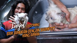 GROOMING WITH FUNGAL SHAMPOO AND ITS CALM FOR KITTEN