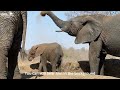 Have You Ever Wondered Why an Elephant Trumpets?