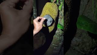 very good #shortvideo #animalsshorts #trendingshorts #wildshorts
