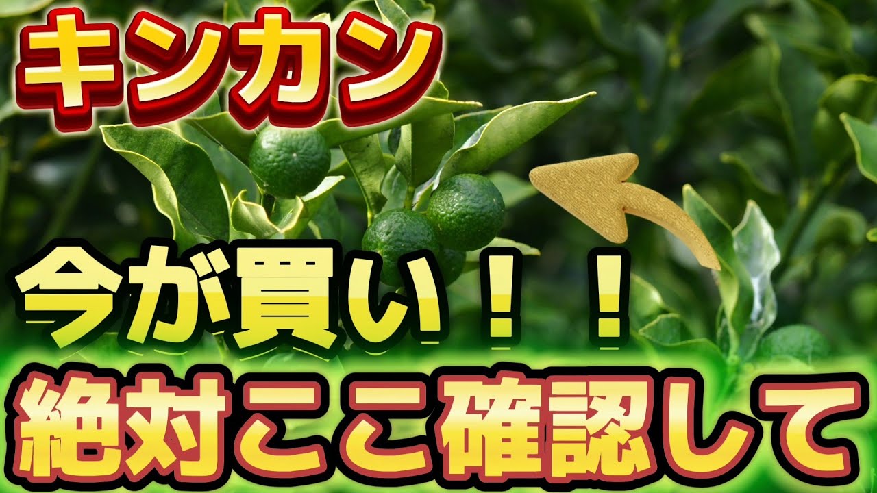 果物 kin-chan Kinquan] What, XX yen?! The reason why we want you to buy kumquats