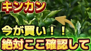 かんちゃん 落花生5㌔ Kinquan] What, XX yen?! The reason why we want you to buy