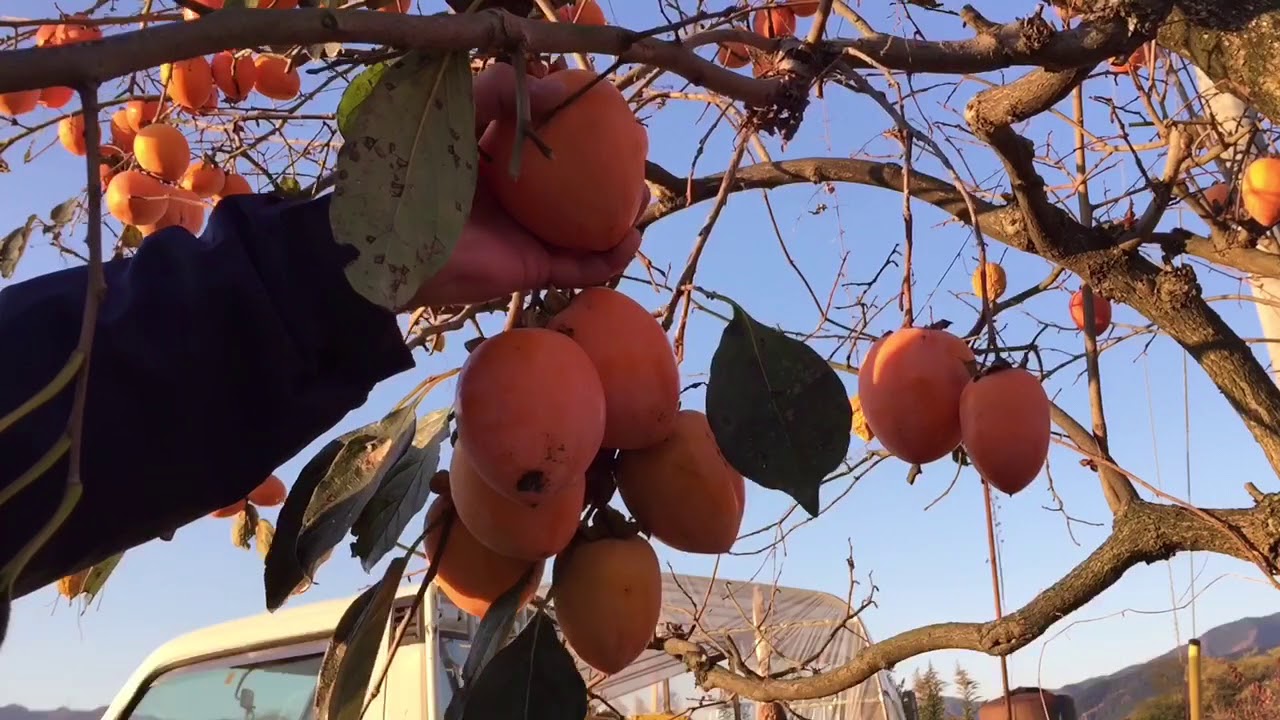 柿の収穫作業 簡単に柿をとるコツと方法 Youtube