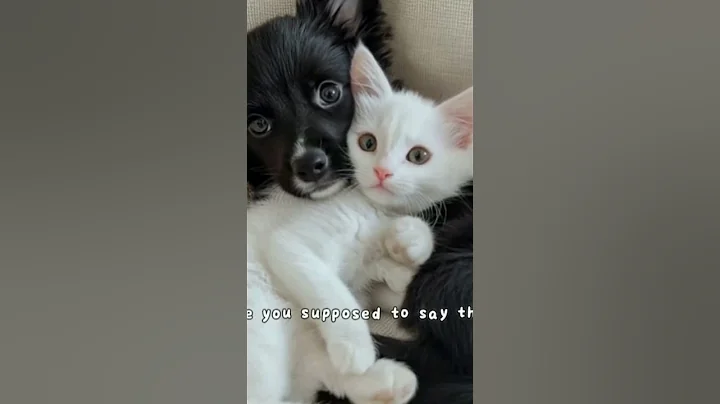 Cute Kitten Shit! Funny Cat singing #lipsync #Viral #Brainrot #fyp #fypage #catlovers #cats #cattalk