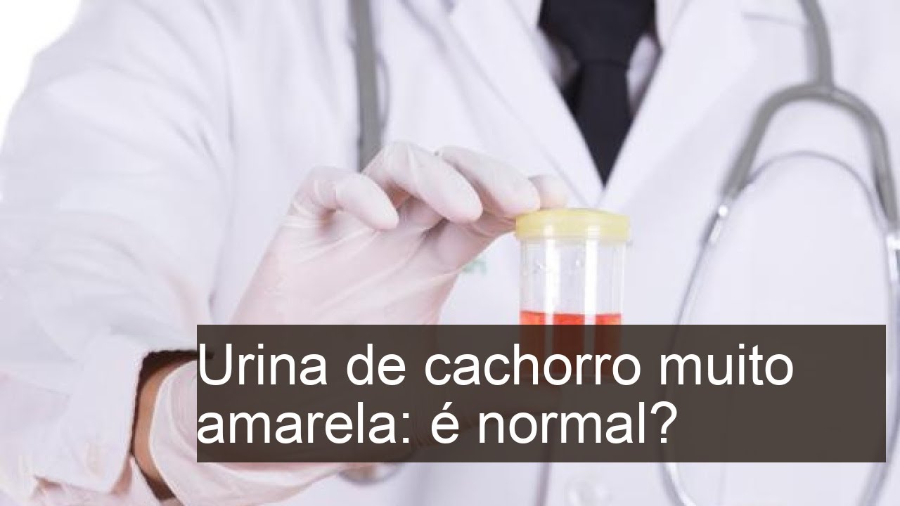 Urina de cachorro muito amarela: é normal? - Significado da cor do xixi ...