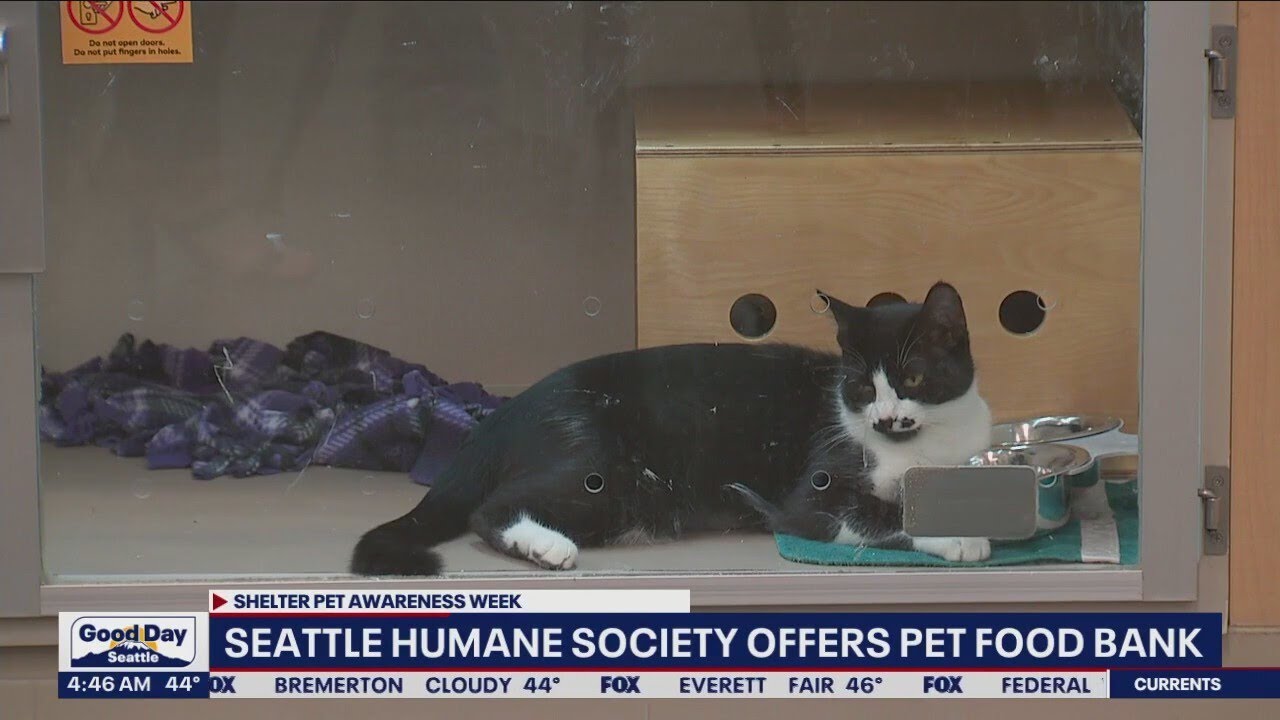 Seattle Humane Society offers pet food bank YouTube