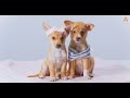 Animalia - The puppies are very sweet