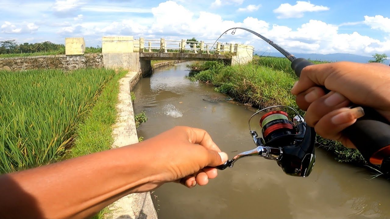 Tak terduga banyak sambaran .. || mancing di Sungai irigasi sawah|| casting ikan gabus