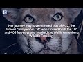 Two mountain lion kittens killed by cars in LA County