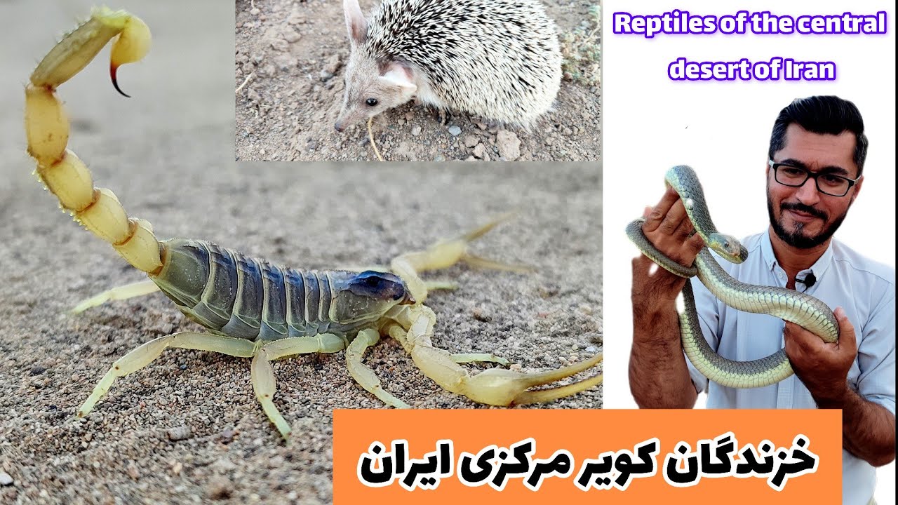 خزندگان کویر مرکزی ایران، Reptiles of the central desert of Iran، مار، عقرب