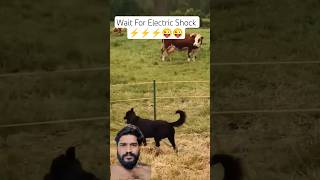 Dog Electric Shock ⚡ #funnyshorts #funny #shorts #youtubeshorts #viralvideo #viralshorts #mms #yt