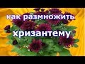 Как из одного маточного куста хризантемы размножить много крепких растений!!!