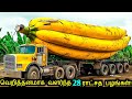  28    amazing fruits  vegetables in the world  tamil ultimate