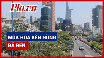 Những con đường rực rỡ hoa kèn hồng ở TP.HCM - PLO