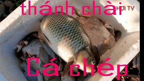 Thánh chài cá chép với bài mỗi gia chuyền. HỢI TV