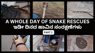 SNAKE RESCUE #49/2 (A whole Day Of Snake Rescues Part 2)
