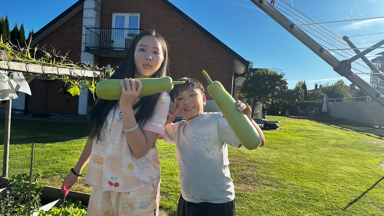 Thu hoạch  Bầu Bắp cuối mùa 20250928