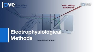 Recording Synaptic Potentials From NMJ - Drosophila Larvae l Protocol Preview