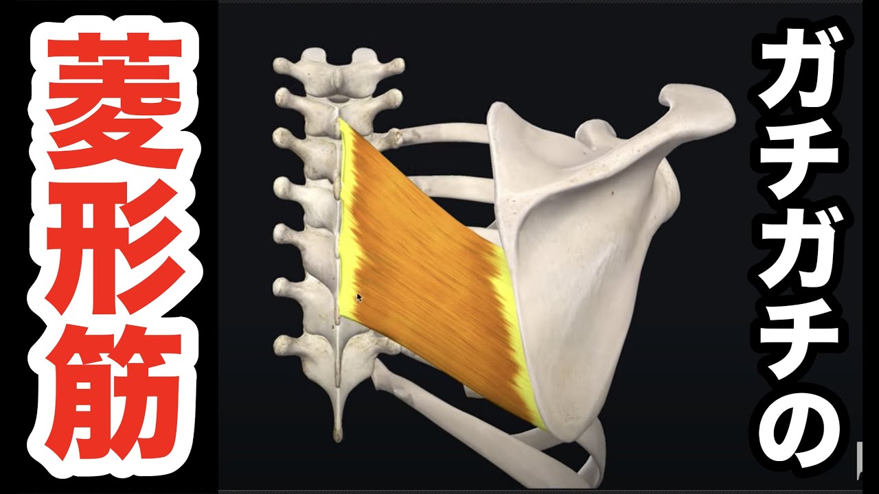 ガチガチの菱形筋を一撃でユルユルにする 最高の筋膜リリーステクニック 腰痛 治し方 ストレッチ Low Back Pain Rhomboid Muscle Loosening Method Youtube