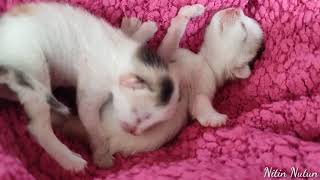 Newborn baby kittens || Nitin Nutun by Nitin Nutun 60 views 2 years ago 4 minutes, 7 seconds