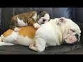 ENGLISH BULLDOGS & Christmas - Cutest video compilation about English Bulldogs # 1 | Animal Lovers