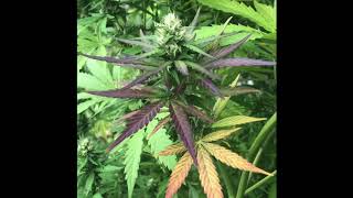 Purple Skunk 2020