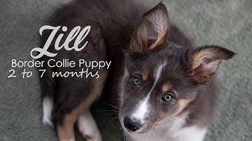 Border Collie puppy Jill - 2 to 7 months | happy and funny memories of a puppy growing up