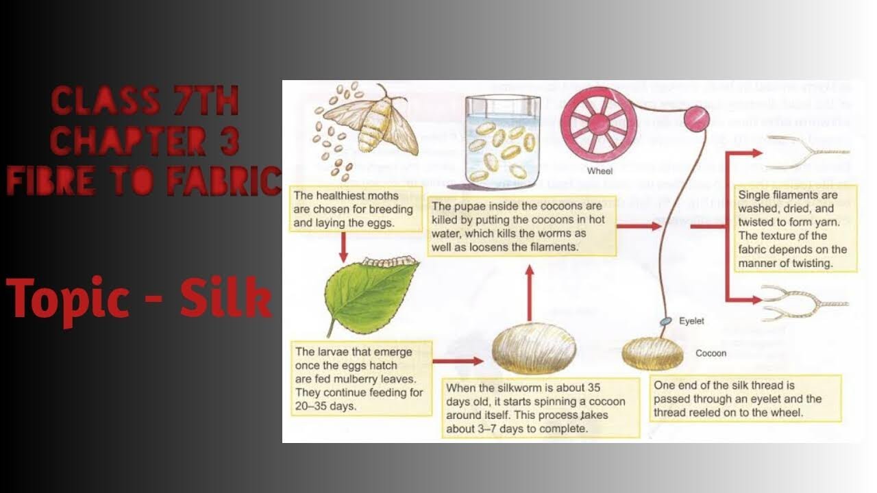 n-c-e-r-t-class-7th-chapter-3-fibre-to-fabric-youtube