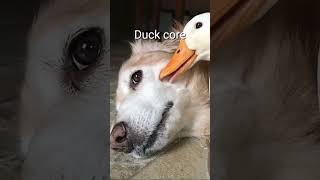 Duck core🤣Soft and dumb😅 #living_life #viralvideo #animals #funny #shorts #duck #comedyvideos #cute screenshot 4
