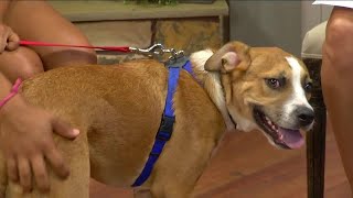 Angels of Assisi Pet of the Week:   Meet Roadie!