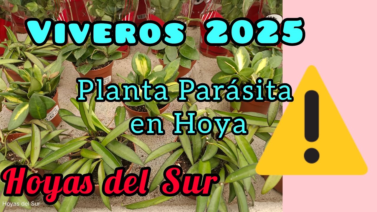 VISITA A VIVEROS. PLANTA PARASITA EN FLOR DE CERA. HOYAS DEL SUR.