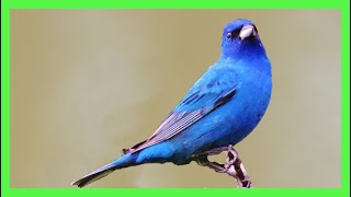 Azulejo Indigo Canto! Llamado! Sonido! Cantando! -  Indigo Bunting Song - Passerina Cyanea