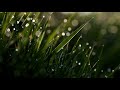 Relaxing Folk Music | Morning Dew | Instrumental Guitar & Mandolin Music