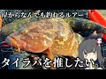 岸からタイラバぶん投げて無双しちゃう!!