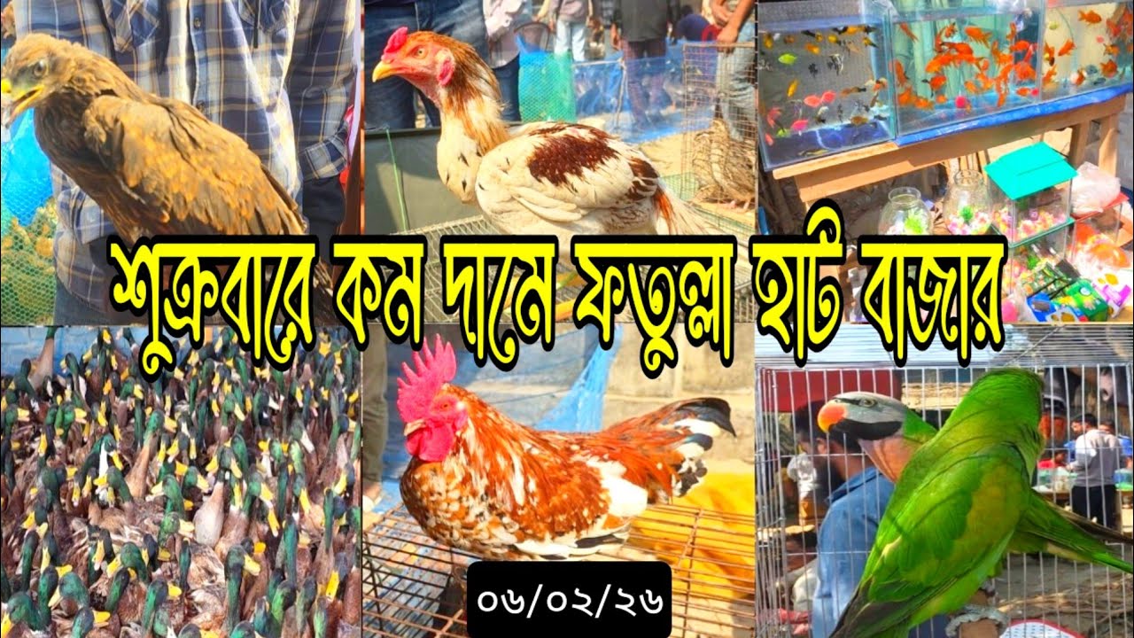 কম দামে ফতুল্লা হাট বাজার, শুক্রবার বাজারদর জানুন | ০৬/০২/২৬ #মুরগি #হাঁস #দাম #ফতুল্লা #হাট 
