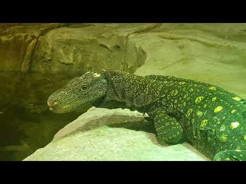 Crocodile monitor