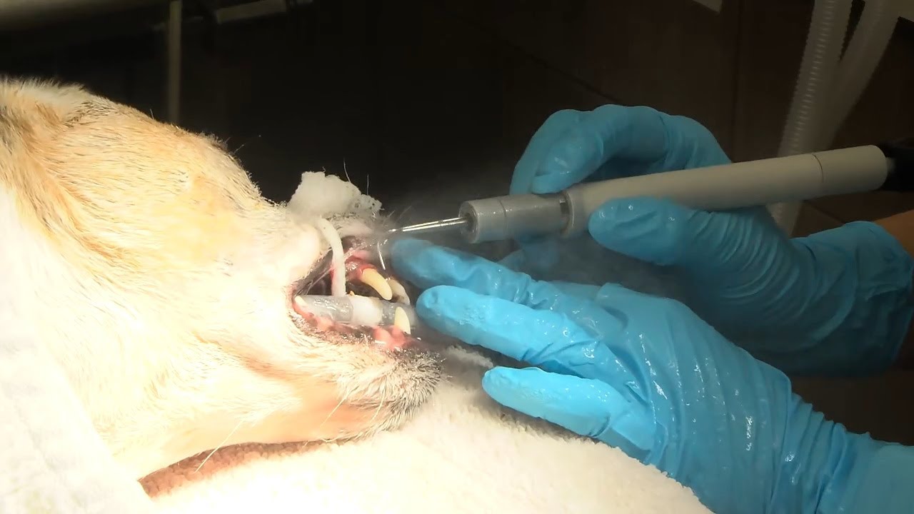 The Hidden Health Risk in Your Pet’s Mouth!