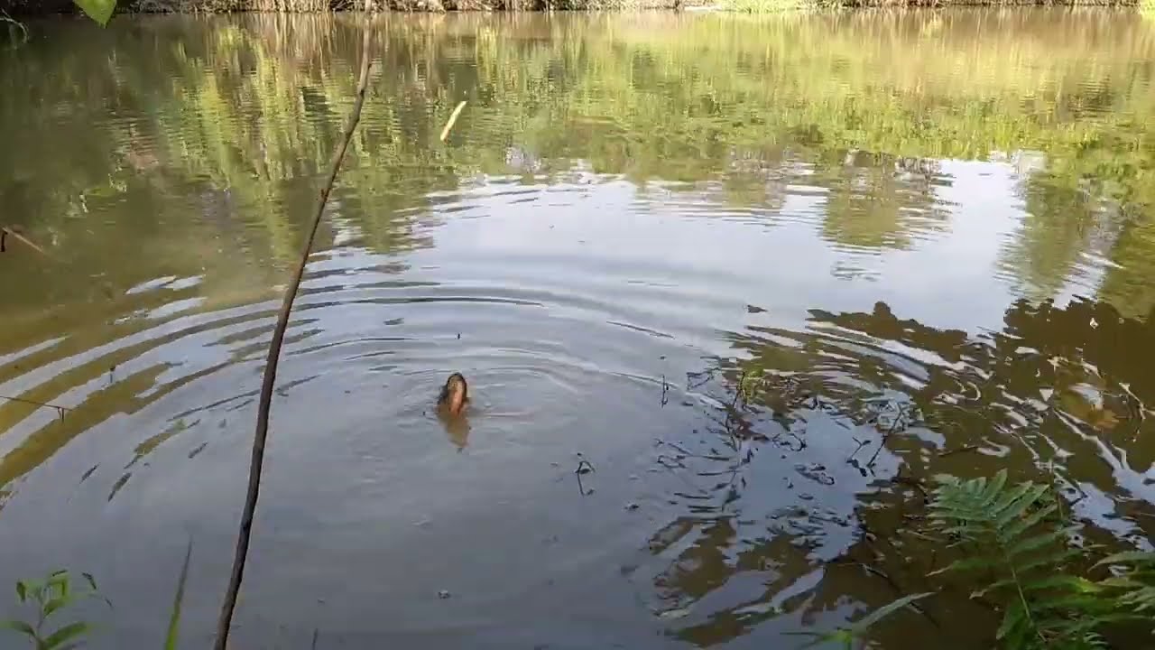 câu cá rô mương bỏ hoang dính toàn là cá rô mề không