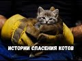 Истории спасения животных | 12 трогательных историй спасения котов