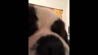 WalterStBernard purrs when you rub his ears just right!
