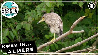 Natuurfilmer Stijn filmt een kwak in Almere | TV | Vroege Vogels