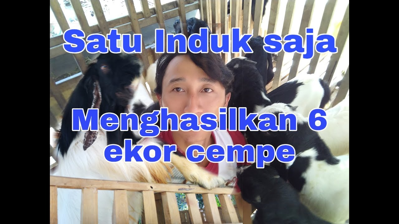 Kambing Beranak 3 kali dalam 2 tahun 