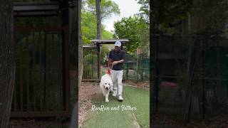 RunRun and Father. ルンルンとお父さん。　#greatpyrenees #todaysrunrun #グレートピレニーズ　#今日のルンルン