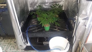 Feeding The Plants