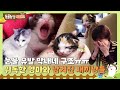 [TV 동물농장 레전드] 세상에서 가장 따듯했던 막내네 구조 3일😭 위독한 엄마와 남겨진 새끼 냥이들🐾 I TV동물농장 (Animal Farm) | SBS Story